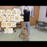 大型犬を扱わせたら日本一な新入社員の華麗な技。ゴールデンレトリバーティト大型犬