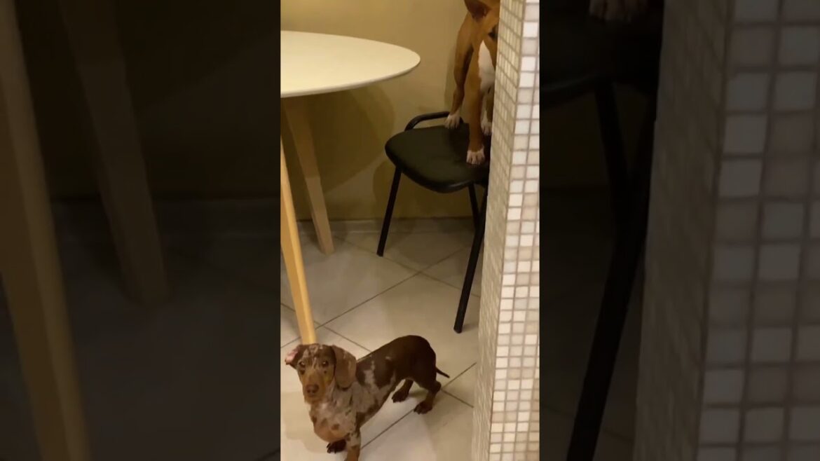 feeding bull terrier, cornish rex and rabbit dachshund