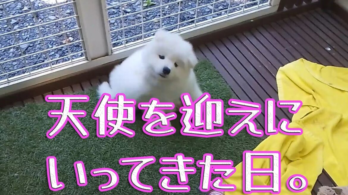 こゆきを迎えに＠2023.06.04
