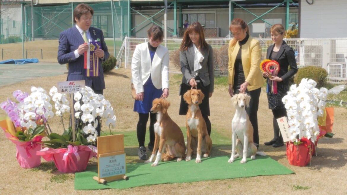 東京南サルーキズファミリークラブ展2016 -- ダイジェスト版Part-3 --