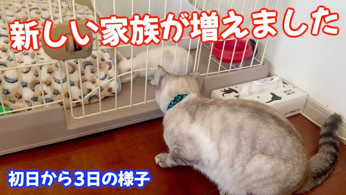 【ご報告】新しい家族が増えました(子猫生後2ヶ月) 【ご報告】新しい家族が増えました(子猫生後2ヶ月)