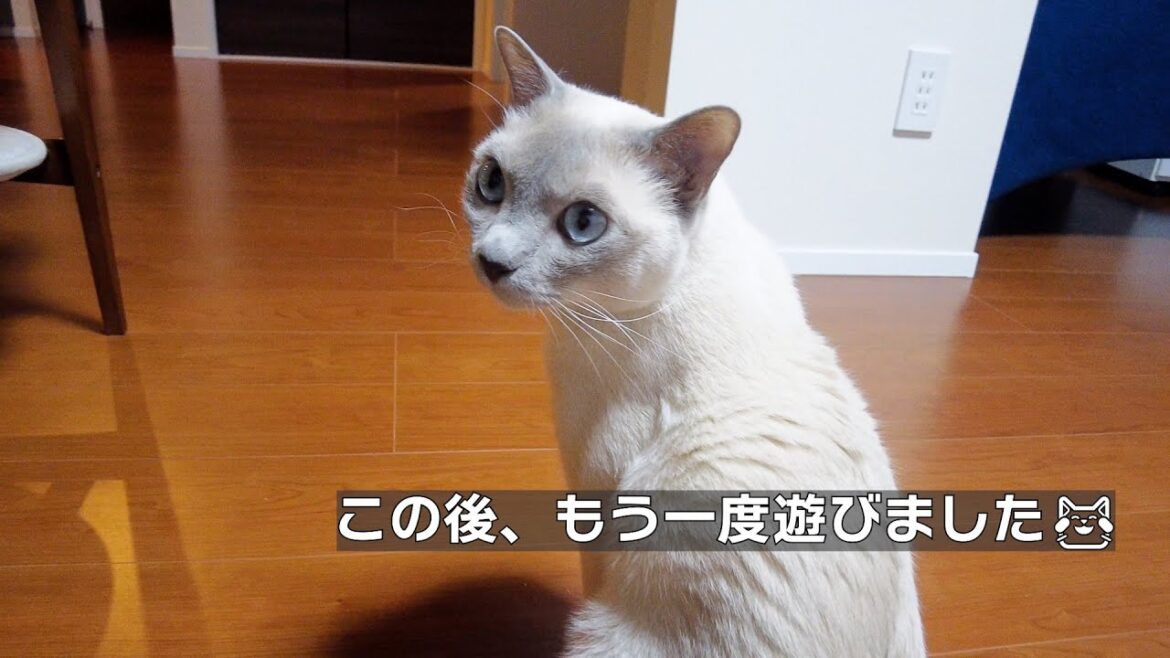 【ストレス発散】【ロシアンブルー×トンキニーズ】トラさんのストレス発散方法(#120) 【ストレス発散】【ロシアンブルー×トンキニーズ】トラさんのストレス発散方法(#120)