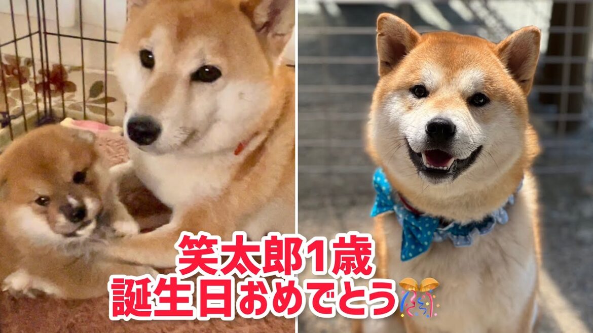 柴犬笑太郎、1歳のお誕生日を迎えました！