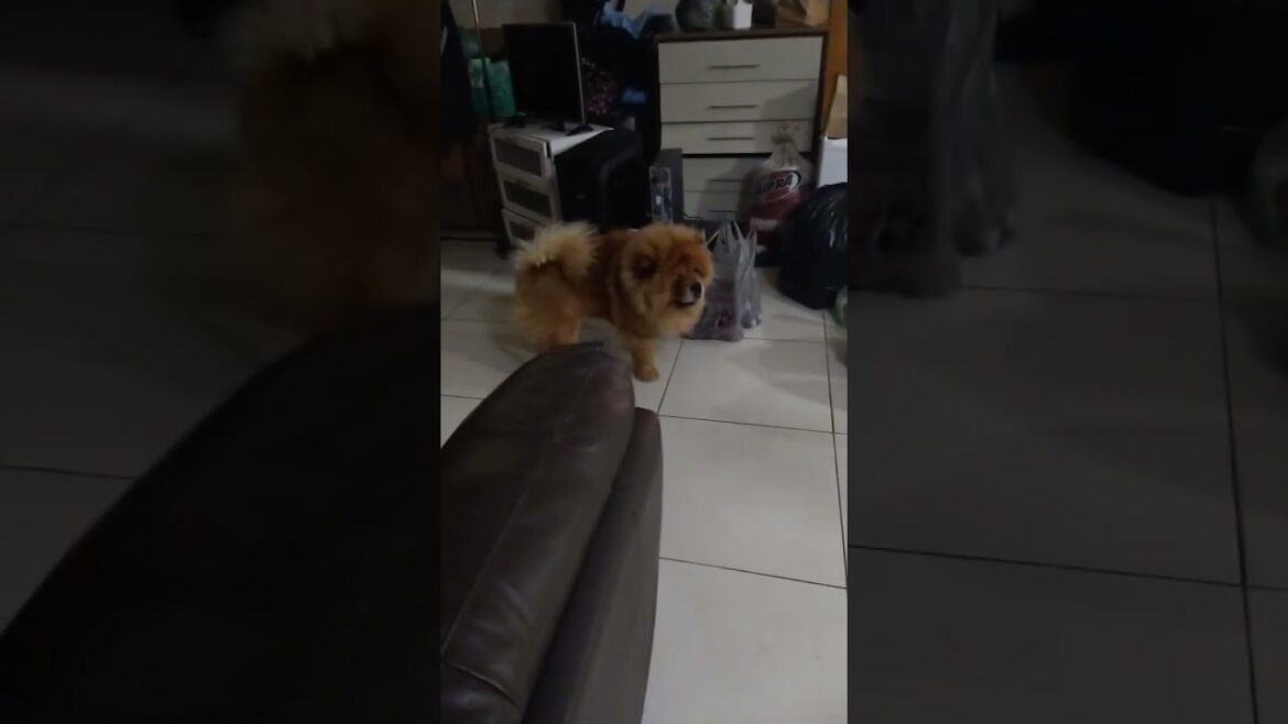 "Chow-ming into your Heart: this is The Cutest Short Videos of Your Favorite Fluffy Friend'