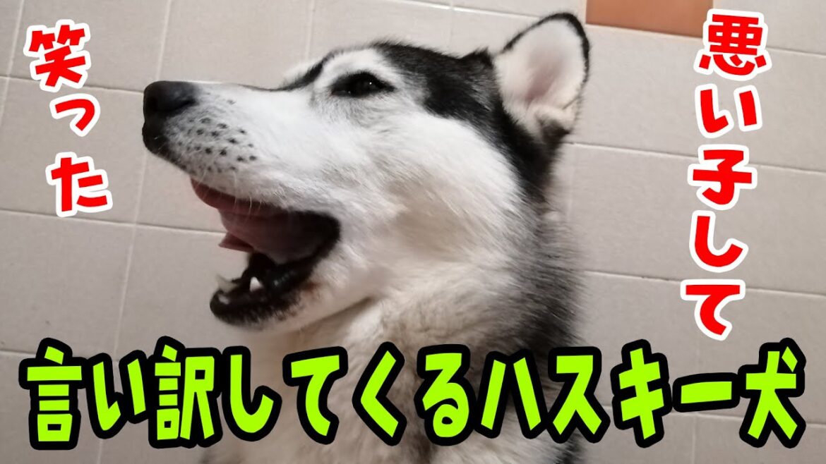 悪い子して言い訳ばかりしてくるハスキー犬が面白すぎる 悪い子して言い訳ばかりしてくるハスキー犬が面白すぎる