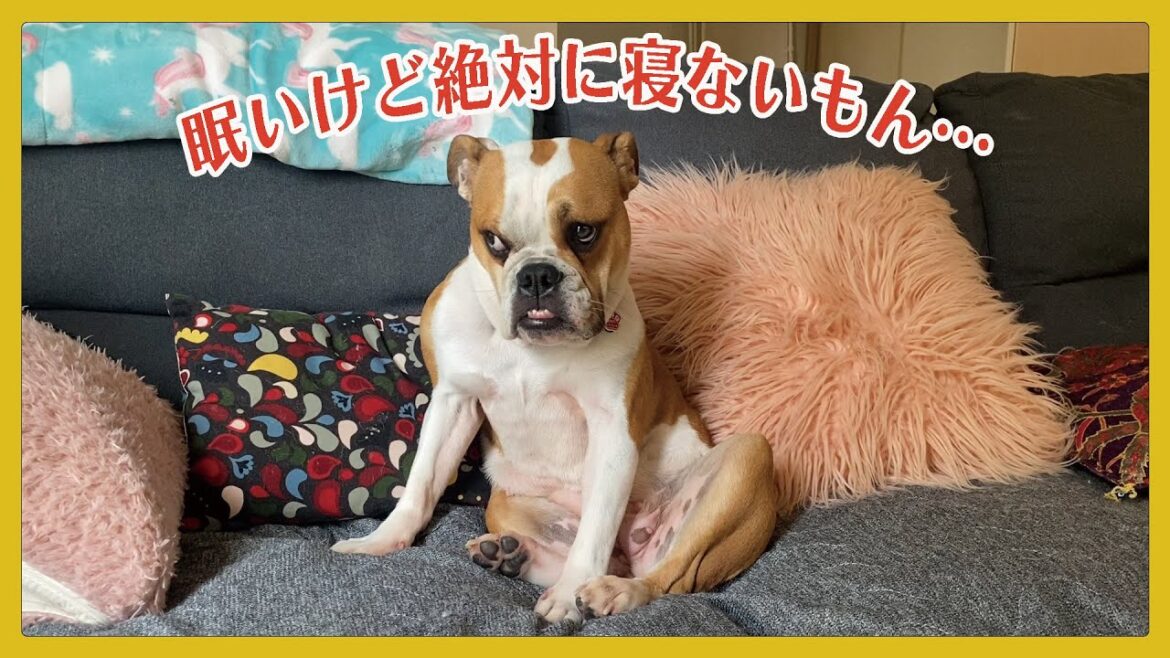 【ブルドッグ】竹子のプチ反抗期をご覧ください