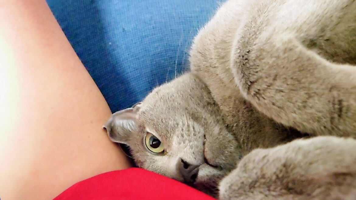 【猫動画】自分で寝床を整えるロシアンブルー【russianbule】A Russian Blue that arranges its own bed