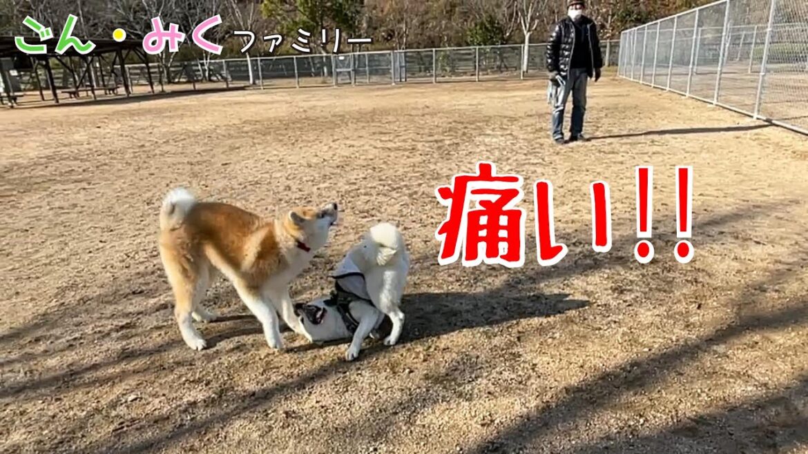 お母さんの独り言 【愛犬のトラブル回避のために】　秋田犬【ごん・みく チャンネル】