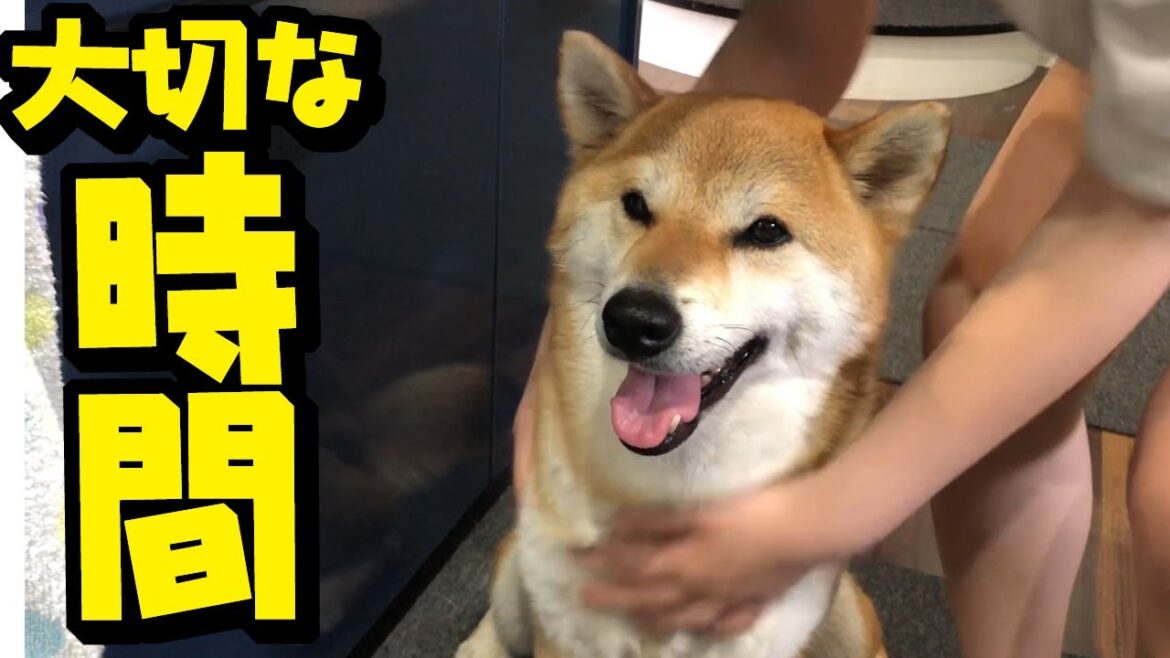 ［闘病54日目］柴犬姉妹と娘のかけがえのない時間