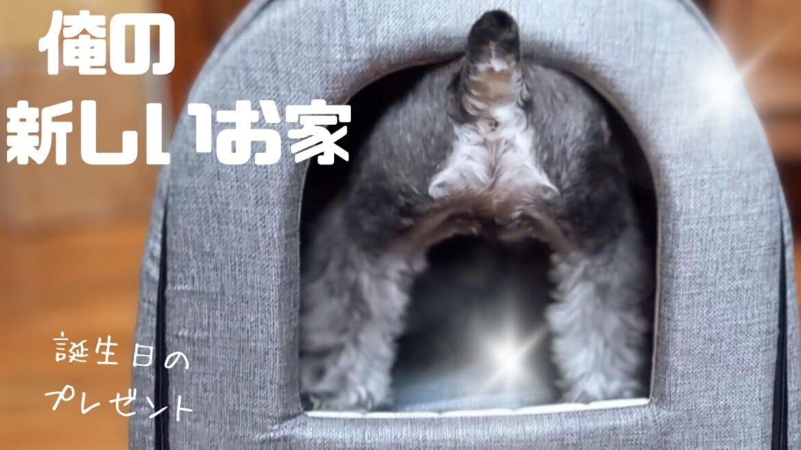 新しいお家が届いて愛犬の反応は？
