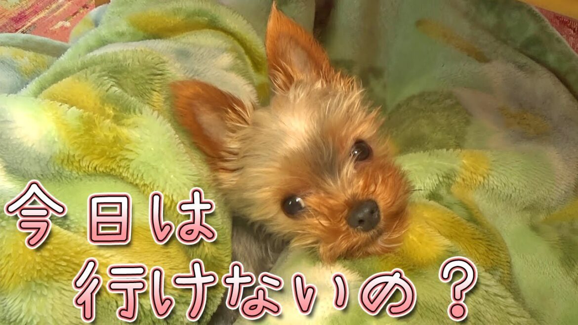 【ヨークシャテリア】お散歩の話しは何となくわかるヨークシャテリア【Yorkshire Terrier】