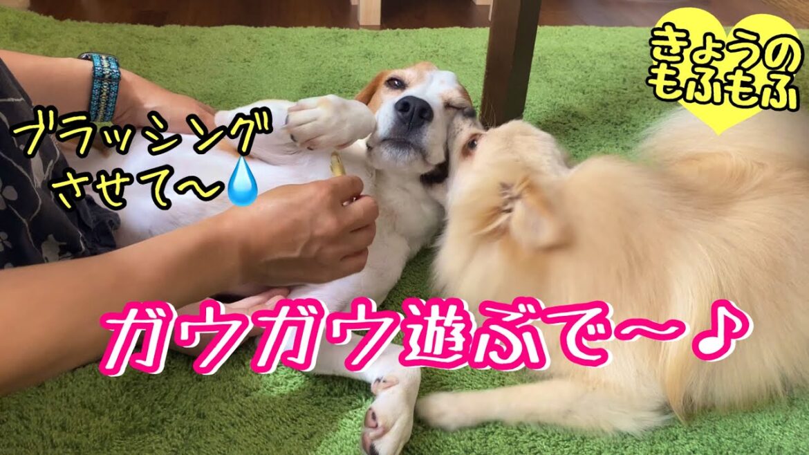 多頭飼いのブラッシングwガウガウプロレス始まるよ♪【ビーグルさつきとポメ梵天】