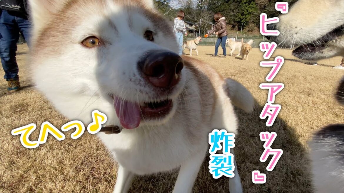 挨拶がわりにヒップアタックをくらうアラスカンマラミュート【桜空】