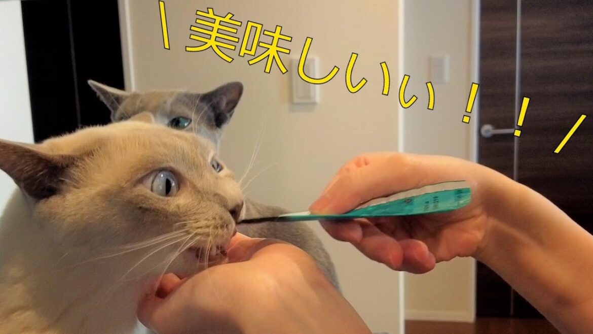 【ちゅーる】【Sheba】【ロシアンブルー×トンキニーズ】欲しい時はタッチして教えてくれる弟猫(#13) 【ちゅーる】【Sheba】【ロシアンブルー×トンキニーズ】欲しい時はタッチして教えてくれる弟猫(#13)