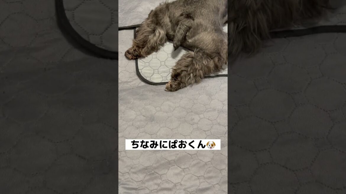 【れおぱおチャンネル】我が家の朝の風景🐶　みんな自由に過ごしてます😆　#愛犬　#多頭飼い　#シュナウザー　#れおぱおチャンネル　#dog