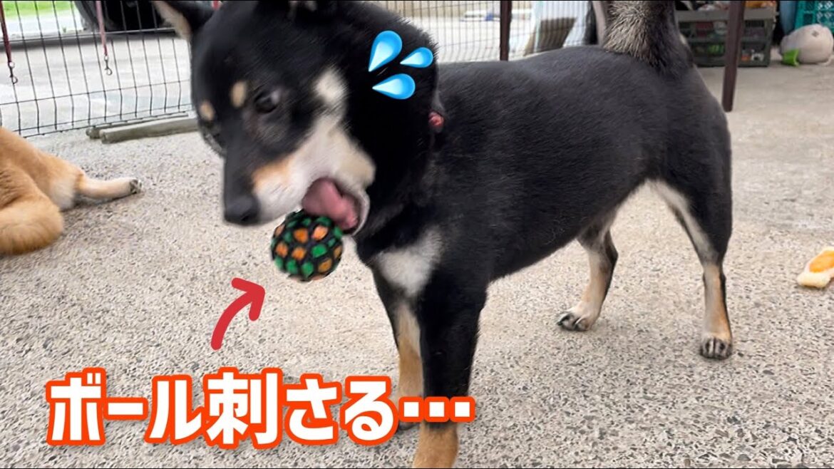 子犬(巨)と可愛い黒柴がボールで遊んでたら悲劇が…