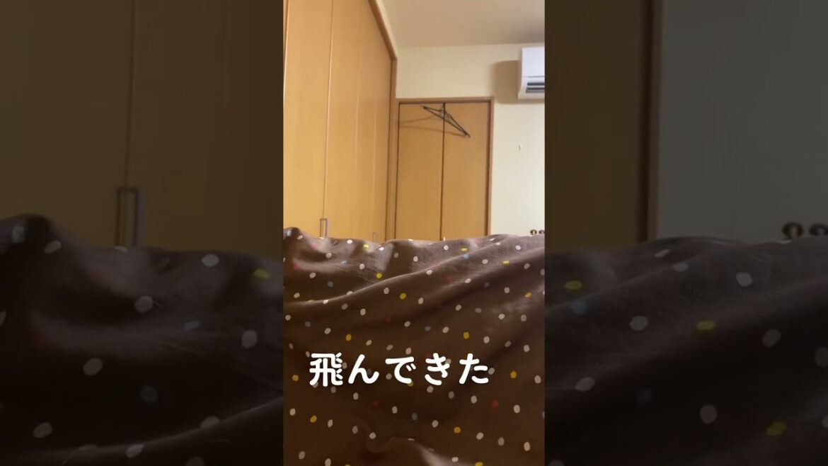 【犬】来る時の音すら愛おしい🤦‍♀️💘#くきたん #コーギー #shorts s