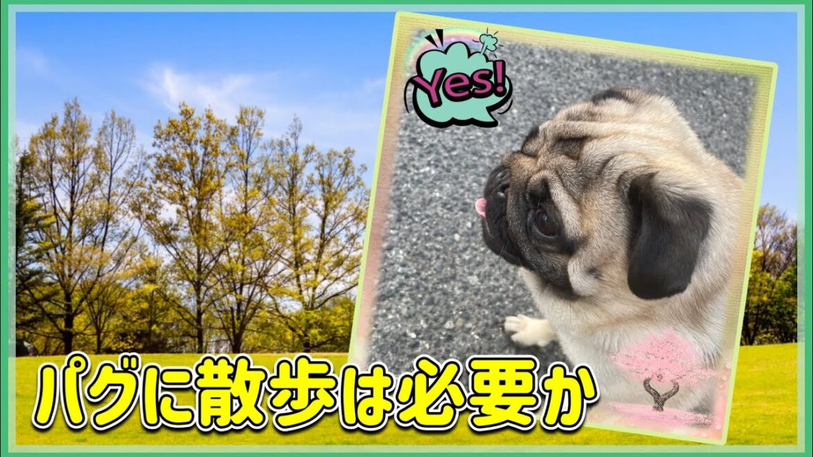 パグを飼おうか迷っている人必見。パグの散歩は注意が必要です