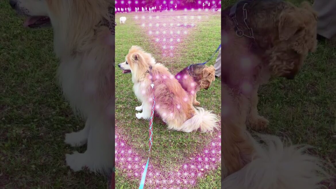 秋田犬とエアデールテリアのきゅん🫰