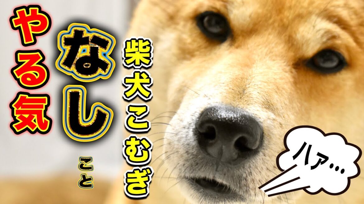 どうした！？柴犬こむぎ【あるじのステップ】三浦半島ジブリ