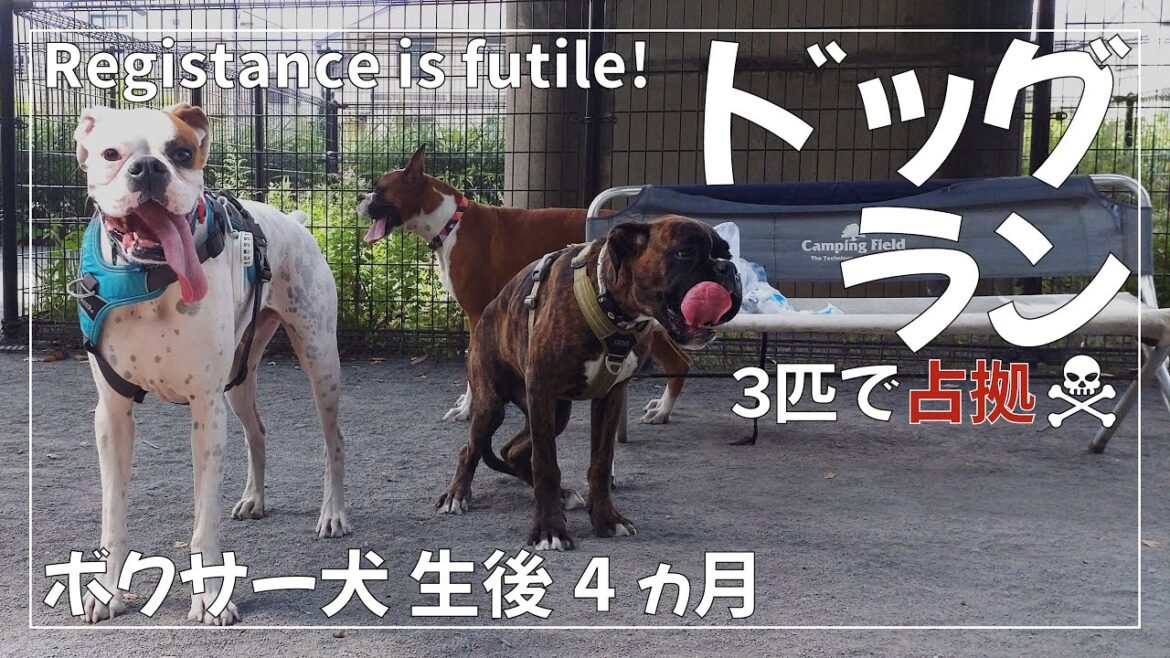 ボクサー犬 3匹で貸切状態の平日ドッグランを楽しんできました