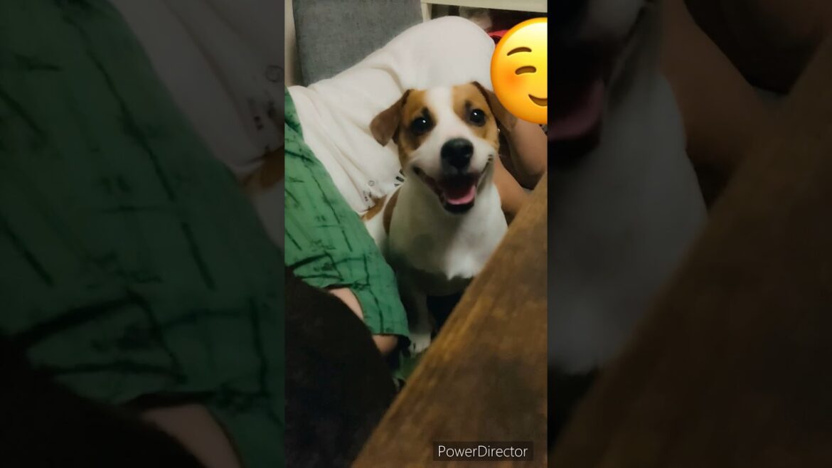 兄弟ケンカで喋り始める愛犬　ジャックラッセルテリア。Jack Russell Terrier Speaks!! #shorts
