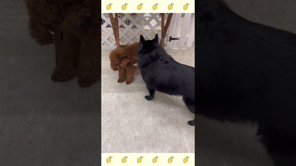 犬のようちえん・ほいくえん・お泊りトレーニング・スキッパーキ#犬のしつけ#shorts 犬のようちえん・ほいくえん・お泊りトレーニング・スキッパーキ#犬のしつけ#shorts