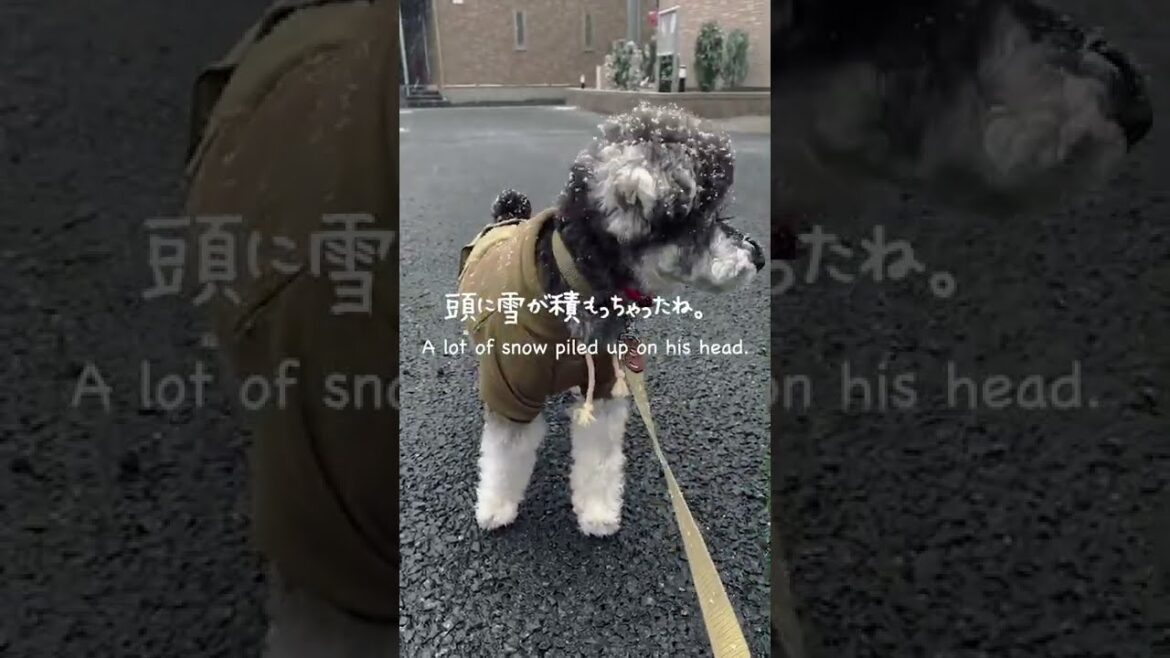 ［#shorts］Miniature Schnauzer and Snow.［ミニチュアシュナウザー、初めての雪］