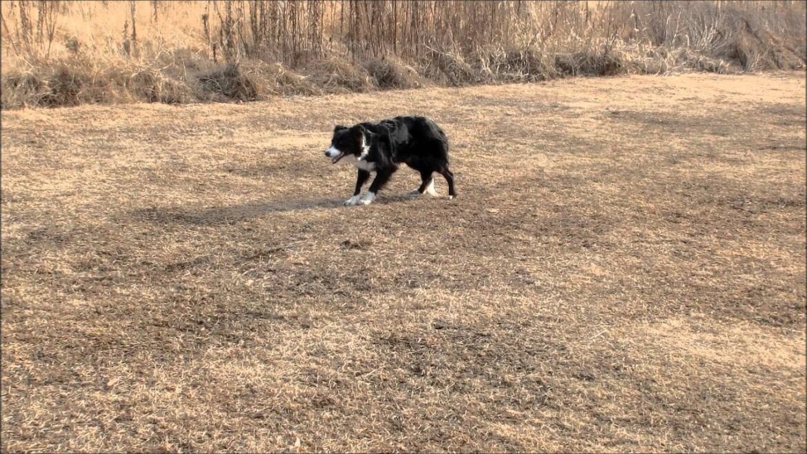 ボーダーコリー　牧羊犬訓練