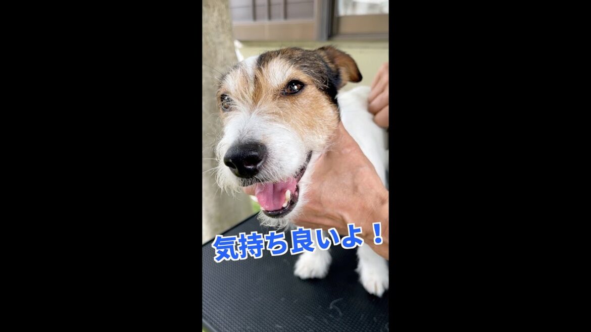 プラッキングしたら気持ち良くて笑顔になったジャックラッセルテリアがカワイイ😍