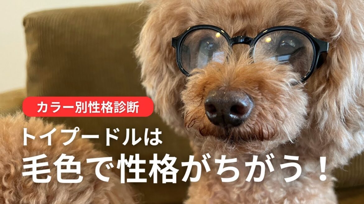 トイプードルは毛色でこんなに性格が違う！毛色でわかるカラー別性格診断【凸凹トイプードル】