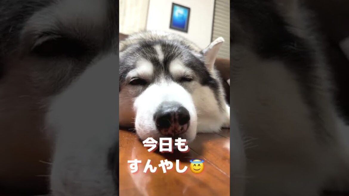 ただただすんやしと寝ているシベリアンハスキー #やまだ #shorts
