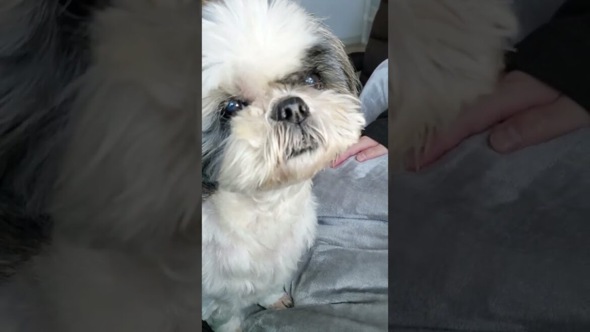 何かが気になるシーズー #shihtzu #shorts
