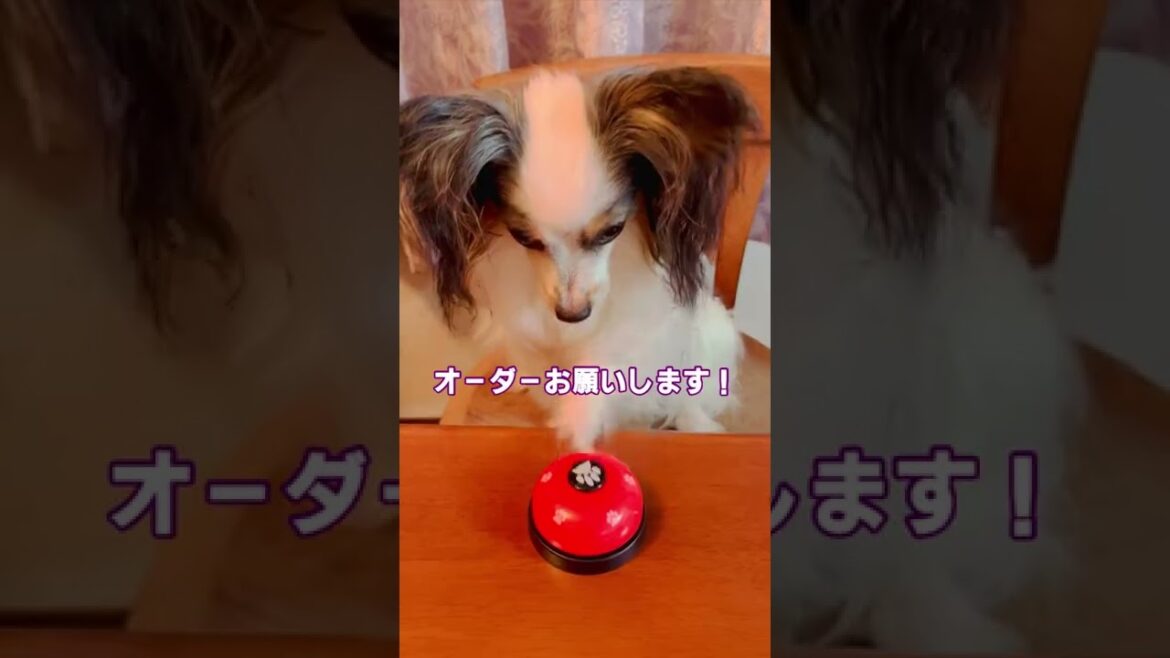 【どっちにするー？】パピヨンが選ぶ夜ご飯！ #shorts #パピヨン #papillon #犬 #dog #ココグルメ