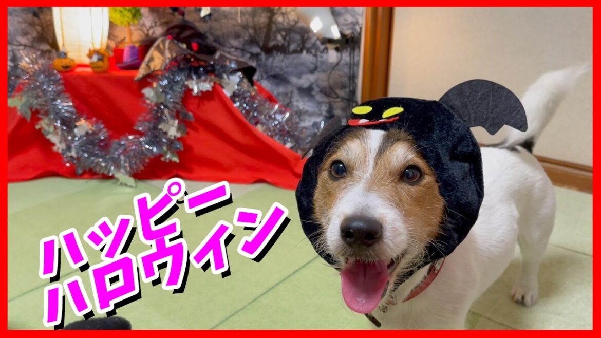 ハロウィンの仮装をしたジャックラッセルテリアがオモシロ可愛かった! ハロウィンの仮装をしたジャックラッセルテリアがオモシロ可愛かった!