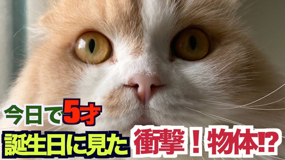 【スコティッシュフォールド】誕生日に発見‼️衝撃的な物体とは!?