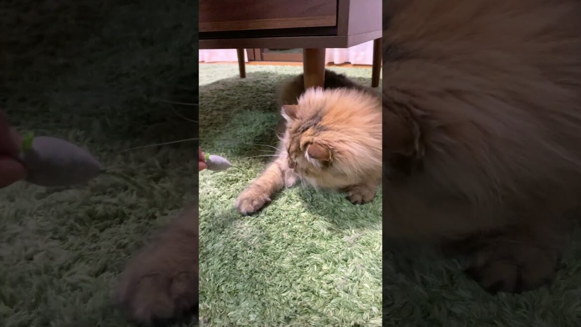 机の脚から離れない猫【サイベリアン】 #shorts