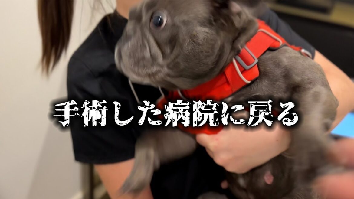 手術を受けた病院に行く犬の反応がすごい【海外動物病院】
