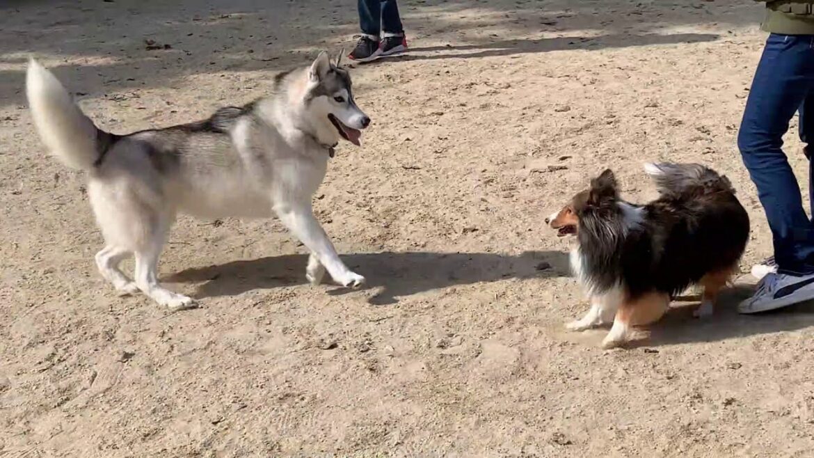 愛犬めろんは構ってちゃん【シェットランドシープドッグ】