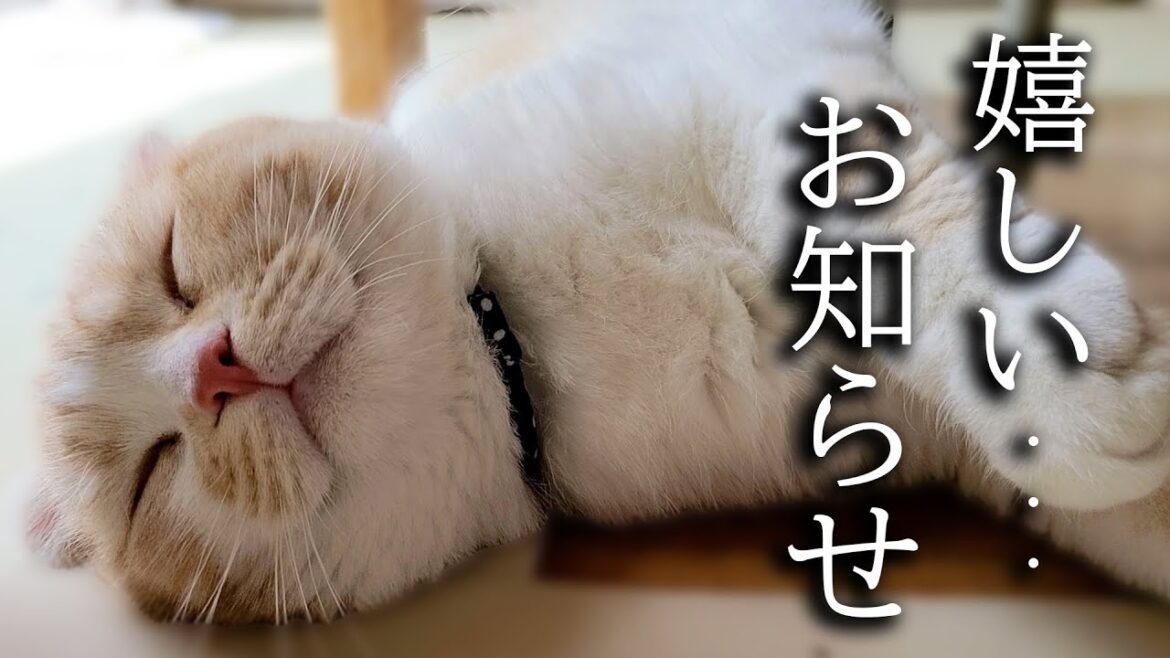 視聴者の皆様に嬉しいお知らせがあります...