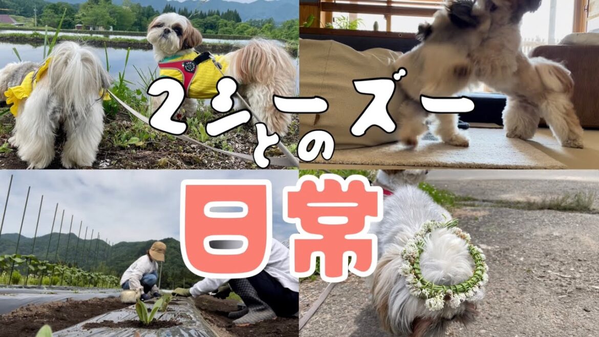 [シーズー多頭飼い]2シーズー との日常