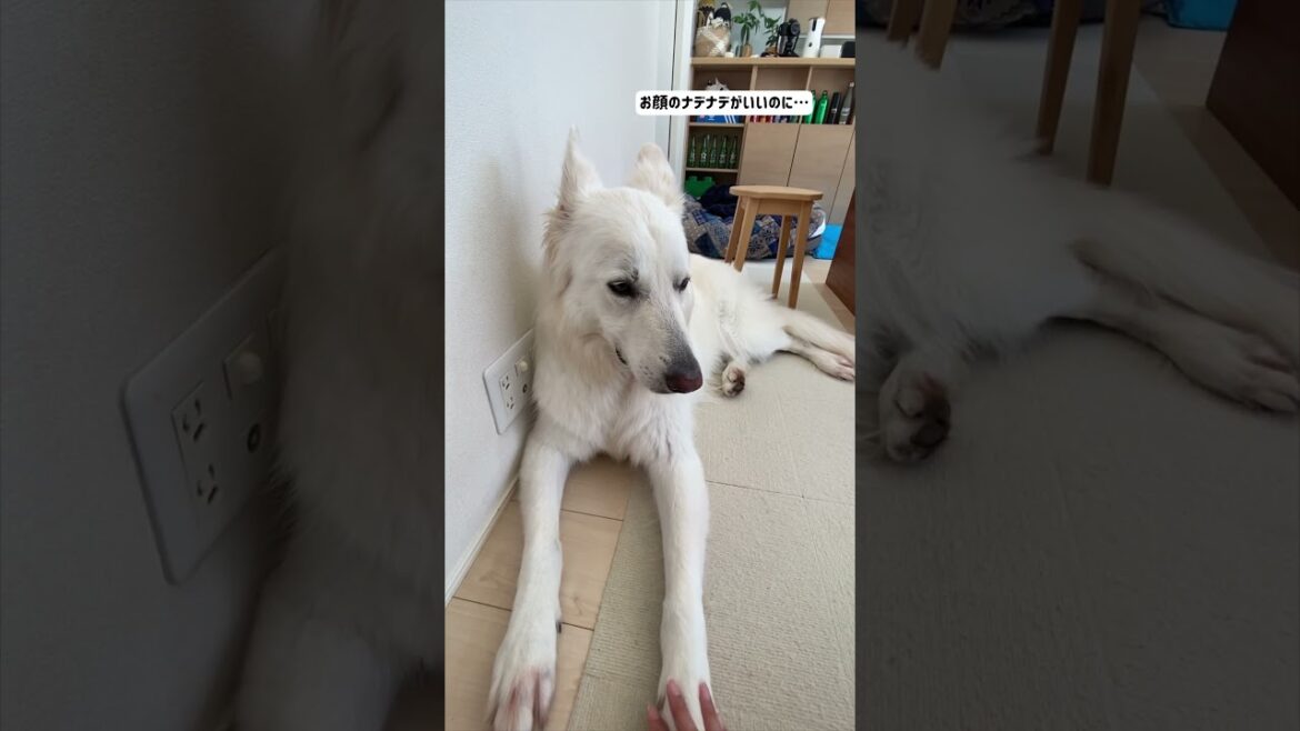 顔を撫でてほしかったホワイトシェパードのれお#shorts