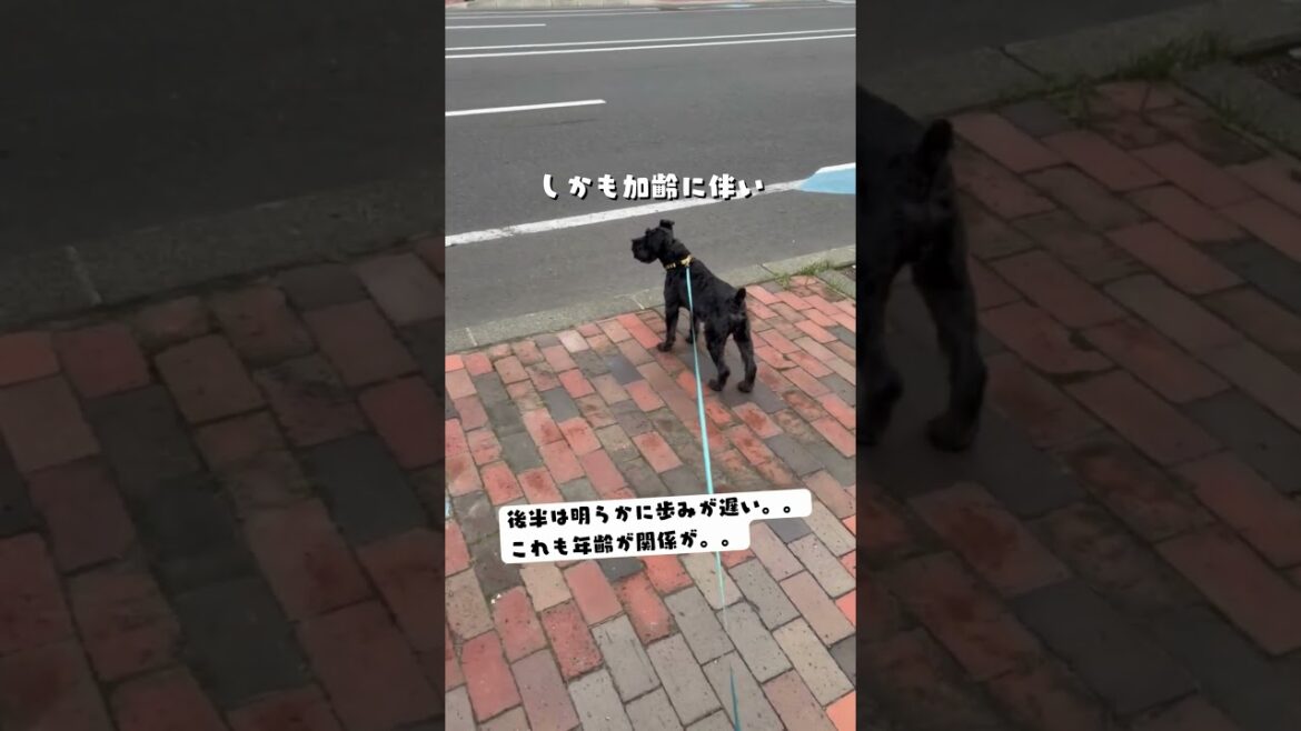 愛犬の散歩時間が長すぎ問題｜犬ラブ