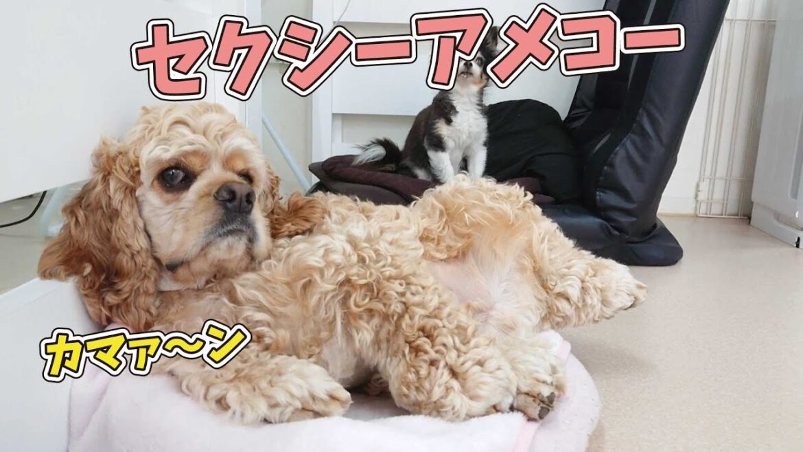 セクシーアメコー　🐶ひみつきちなう！#1🐶  (チワワ アメリカンコッカースパニエル ビショフリーゼ マルチーズ) 2021年6月26日