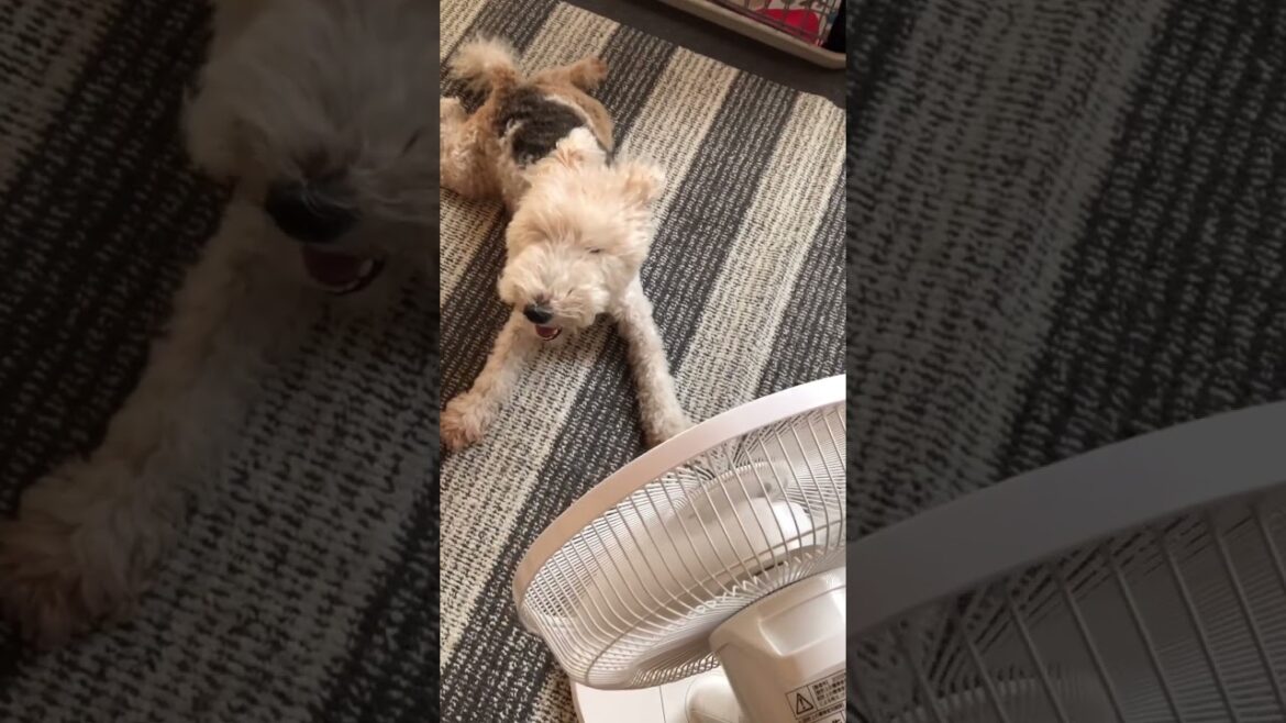 ワイヤーフォックステリアのミッシェル君　完全感覚カゼーマー　#shorts #ワイヤーフォックステリア #犬旅 #wirefoxterrier