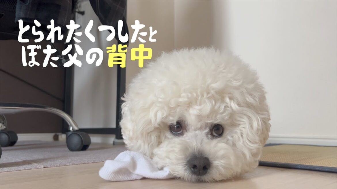 【くつした好きよね】パパのくつしたと背中のやつ ビションフリーゼ