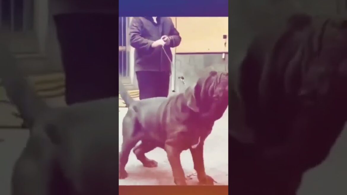 Napoleon dog like bulldog