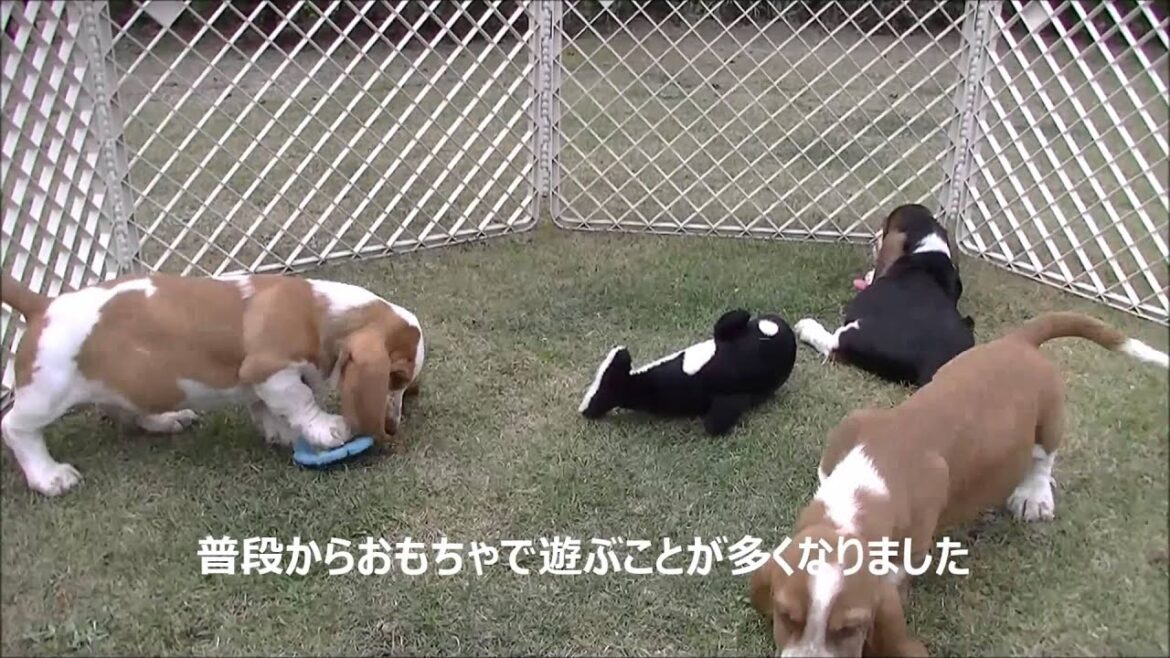 8/21生まれのバセットハウンド3頭