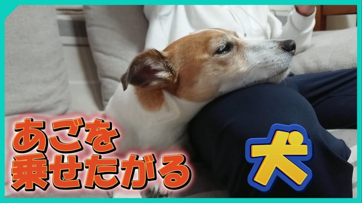 エマのワン！ダフルあごのせライフ #ジャックラッセルテリア   #jackrussellterrier