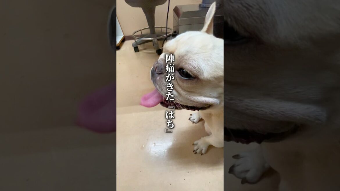 ”いいね“と“温かいコメント”が多かったら続き公開します